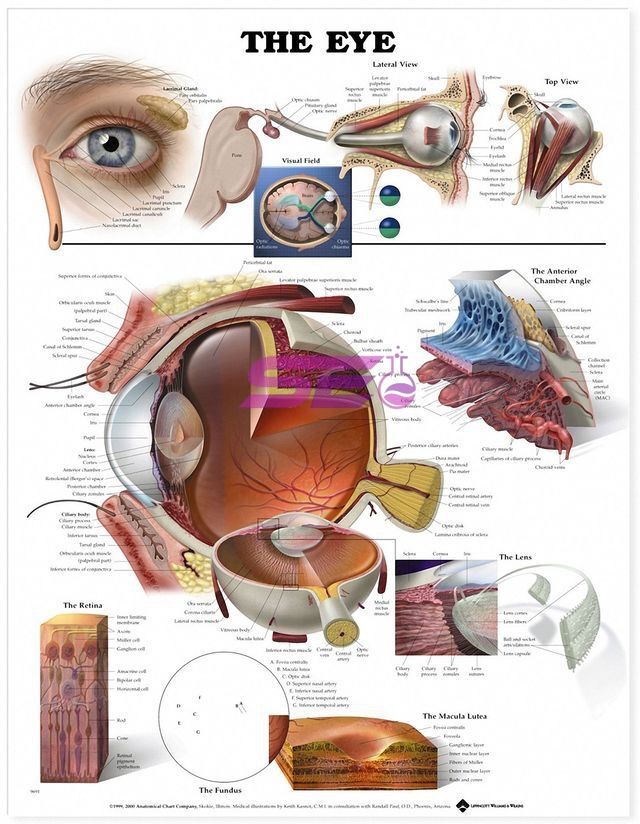 Human Eye Chart